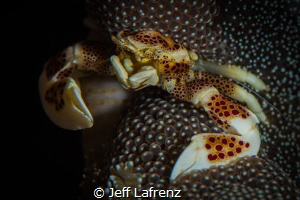 A tiny spotted Porcelain Crab sheltered within the toxic ... by Jeff Lafrenz 